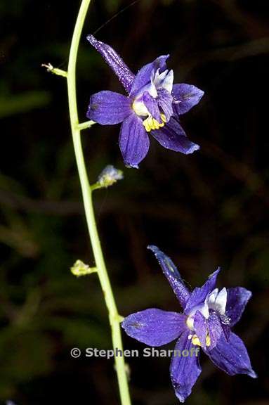 delphinium gracilentum 8 graphic